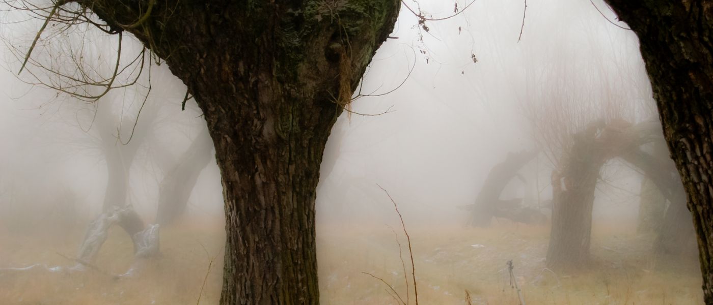 Wierzby z kamienia-35