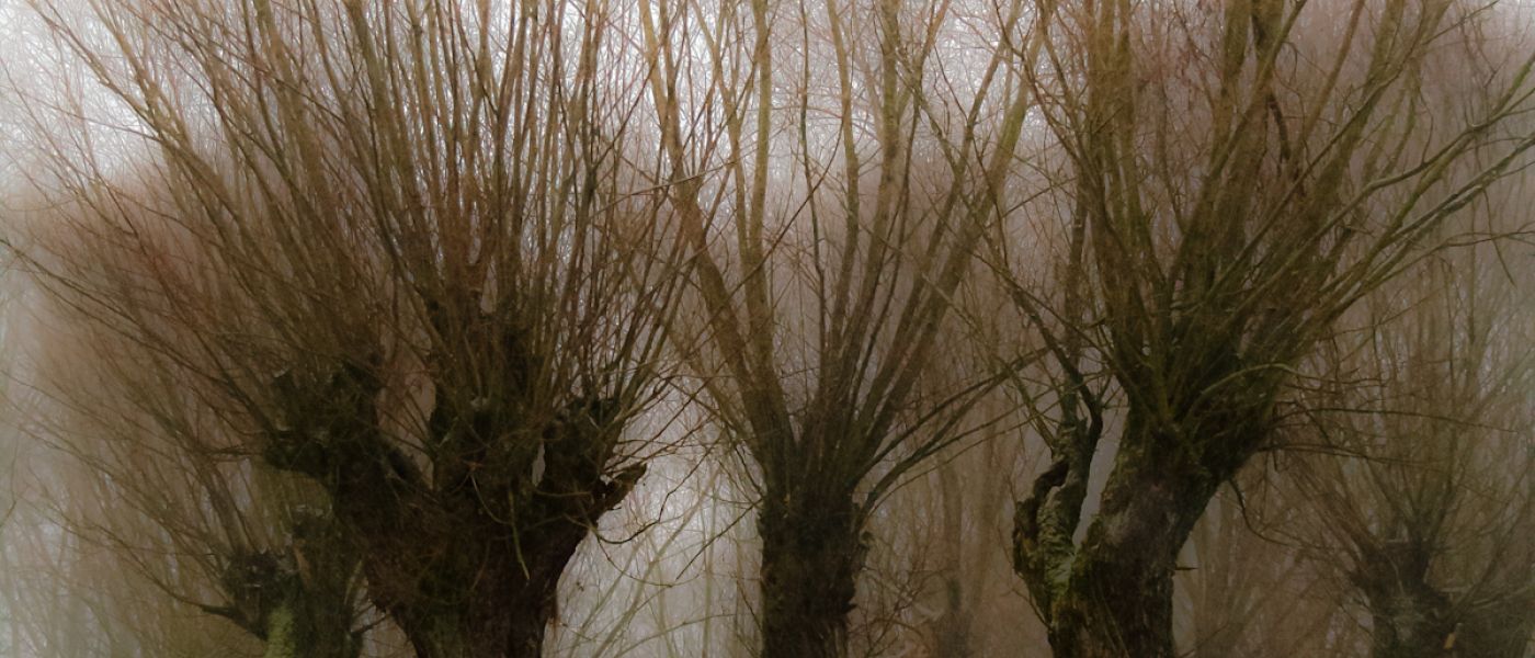 Wierzby z kamienia-38