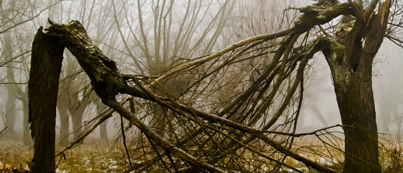 Wierzby z kamienia-30