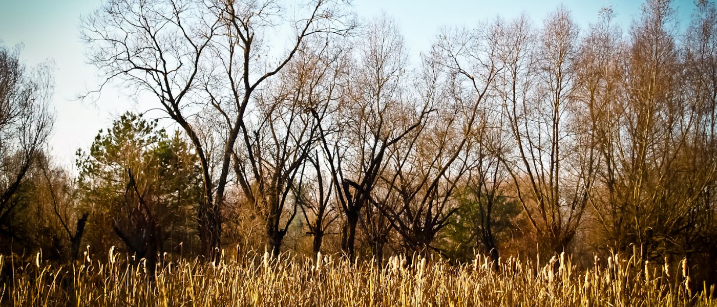 Wierzby z kamienia-59