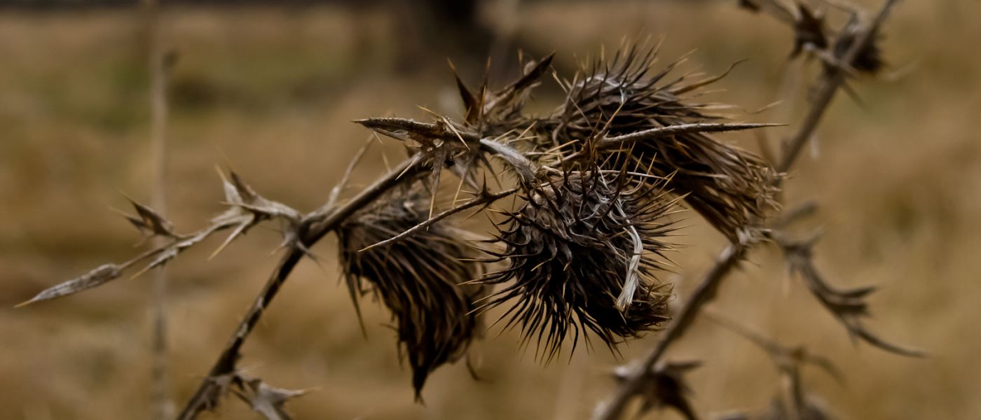 Wierzby z kamienia-40